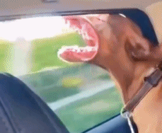 狗子简单的快乐gif搞笑图片