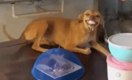 当心恶犬出没gif搞笑图片