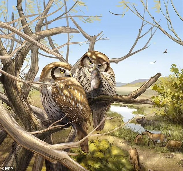 600万年前的猫头鹰不上夜班 它们白天活动