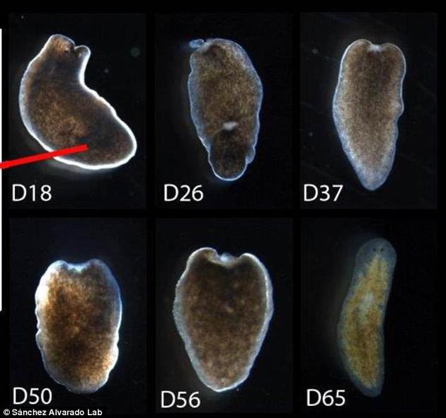 但蚯蚓,海星等无脊椎动物的再生能力要发达得多.