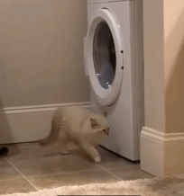 这才是真的躲猫猫gif搞笑图片