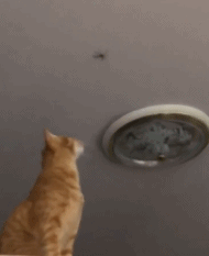 猫咪：不用谢gif搞笑图片