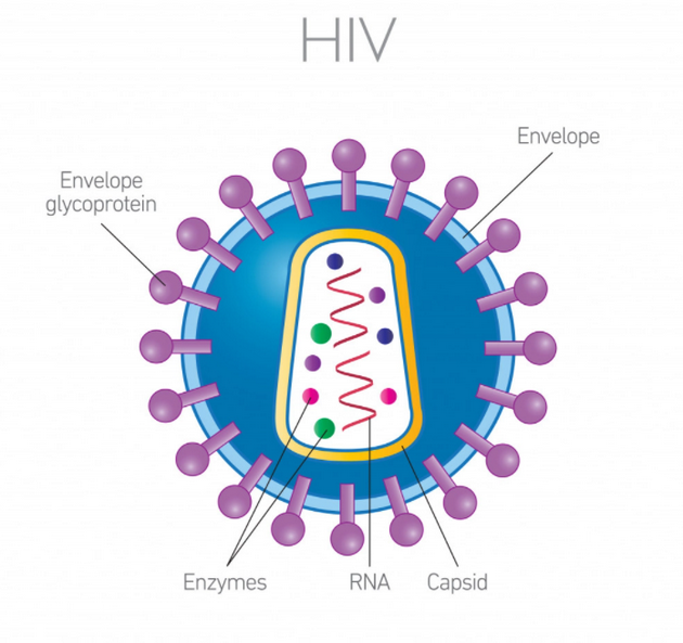HIV结构示意图图片