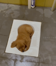 简直是量身定做gif搞笑图片