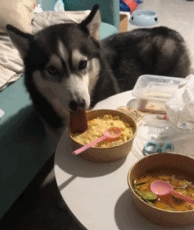 目不转睛毫不心虚gif搞笑图片