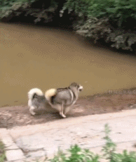 开心地跌入了水中gif搞笑图片