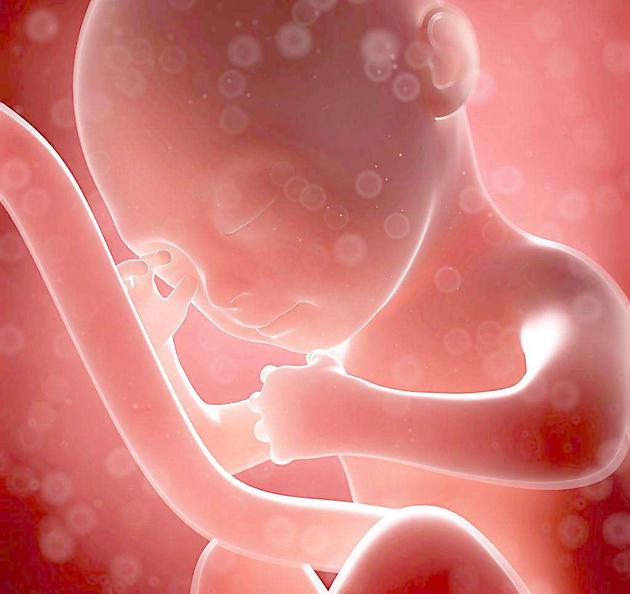 怀孕一个月的胚胎图片图片