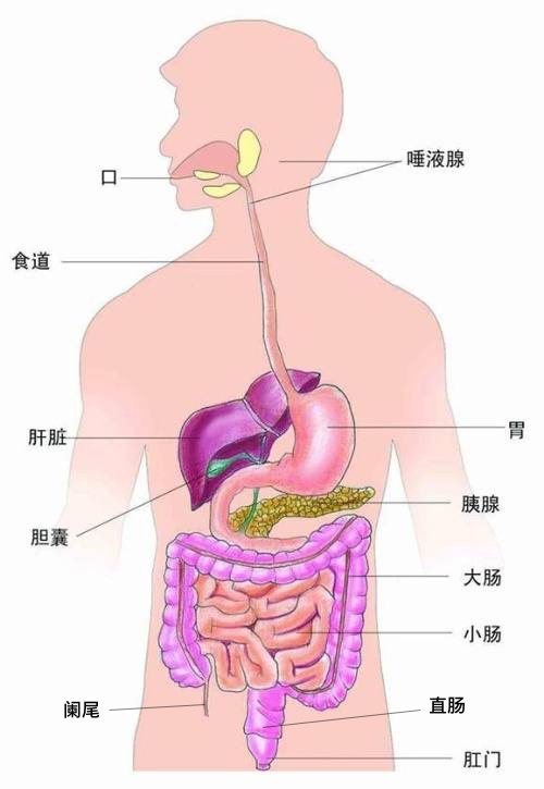 科普：从食物到便便，我们的消化系统是如何工作的- IT之家