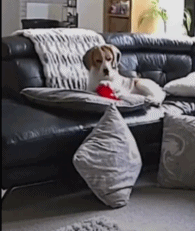 狗子崩溃只在一瞬间gif搞笑图片