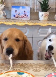 吃面条大赛gif搞笑图片