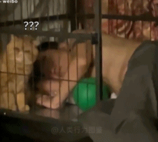 为啥和我抢地盘gif搞笑图片