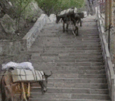 都说蠢驴，看着挺聪明的啊-搞笑gif动态图片-izike