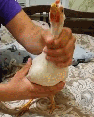 鸡头的稳定性有多强-搞笑gif动态图片-izike