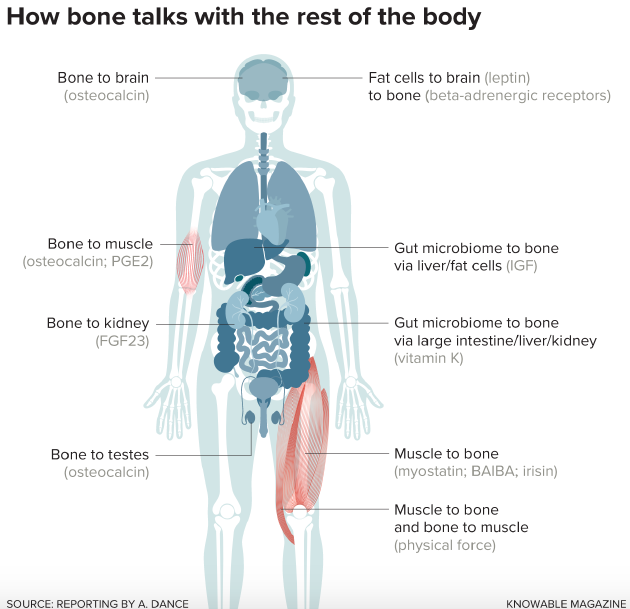 物理力和化学信息都可以帮助骨头与其它器官开展交流。