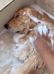 快醒醒啦gif搞笑图片