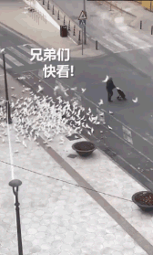 西班牙街头的鸽子也没人喂了-搞笑gif动态图片-izike