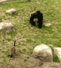 猩猩都要让鹅三分-搞笑gif动态图片-izike