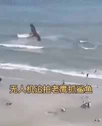 美国海滩惊现“老鹰抓鲨鱼”-搞笑gif动态图片 - izike-izike