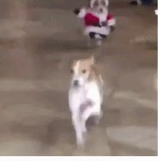 被圣诞老人追着跑gif搞笑图片