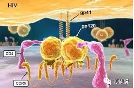 CCR5协助艾滋病毒进入免疫细胞