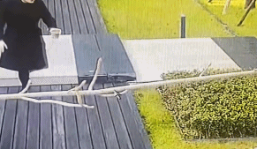 狗狗吓得 赶紧逃跑gif搞笑图片