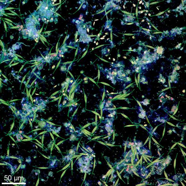 海洋微塑料表面由细菌和微藻形成的生物膜，样品采集于德国基尔峡湾，由共聚焦显微镜成像