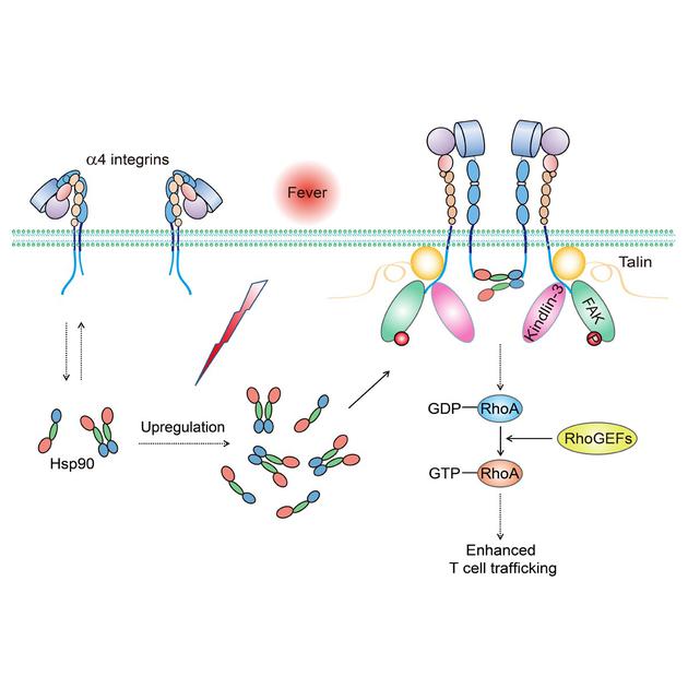 图示：发热通过Hsp90-过细整合素热感应信号通路促进T淋巴细胞迁移