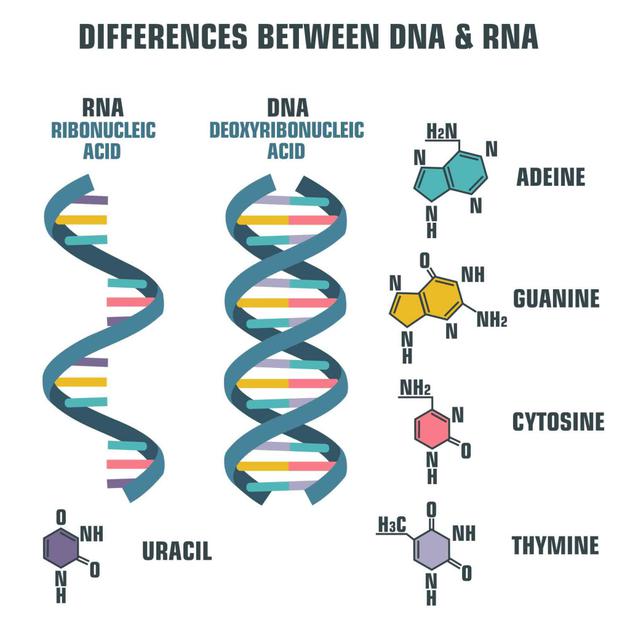 dna结构图解图片