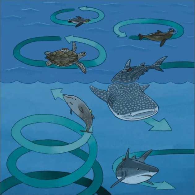 海龟、海豹、鲨鱼、鲸和企鹅等海洋动物似乎都会在没有明确原因的情况下转着圈游泳
