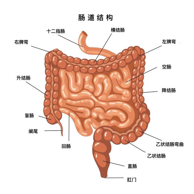 消化系统结构模式图图片