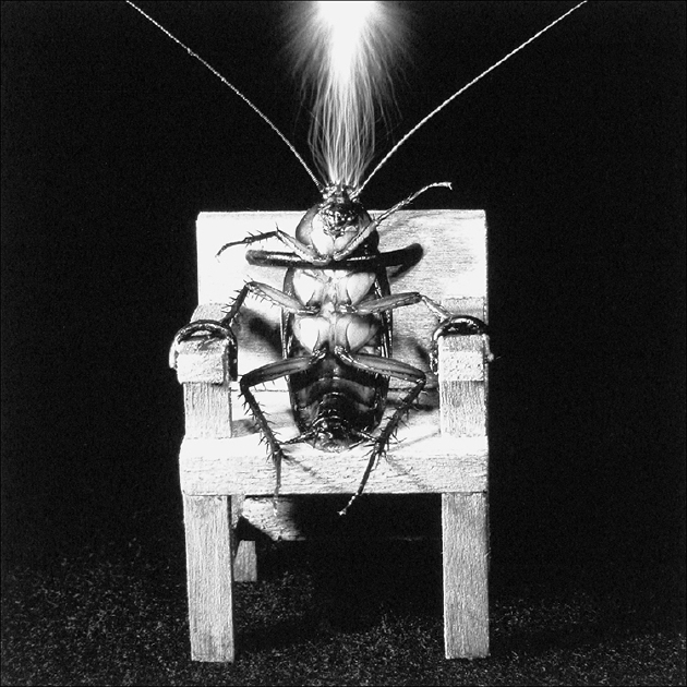 电椅上的蟑螂。这是凯瑟琳·查尔默斯执导的《处决》系列作品中的一部分。该作品挑战了观众们的心理，让他们重新审视这些广受鄙视的昆虫
