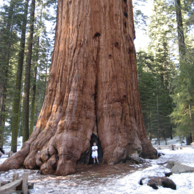 巨杉（Sequoiadendron giganteum）之雄伟是如此令人印象深刻，以至于被俗称为“世界爷”，甚至还有了另一个名字——谢尔曼将军树