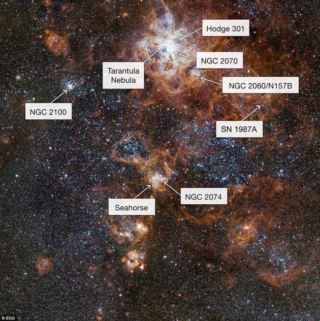 蜘蛛星云的核心处有一个年轻的巨型星团，称为NGC2070。这个星团的中心是被称为R136的超星团，拥有一些已知体积最大和最明亮的恒星