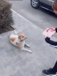 给你看看我们的结婚证gif搞笑图片