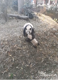 儿啊，为了保证族群的稀少，只有委屈你了-搞笑gif动态图片-izike