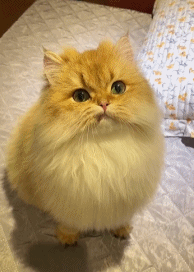 咬牙切齿的猫咪gif搞笑图片