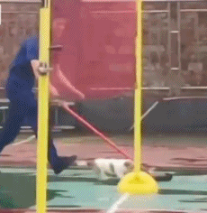 怎么今天有只狗狗gif搞笑图片