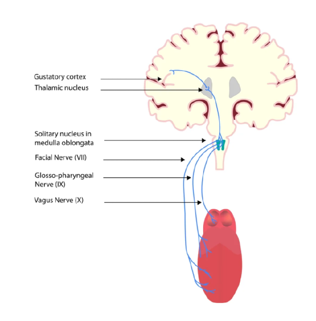 人体从舌头到大脑的味觉通路示意图