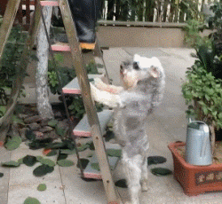 我为这个家做出了巨大的贡献-搞笑gif动态图片-izike