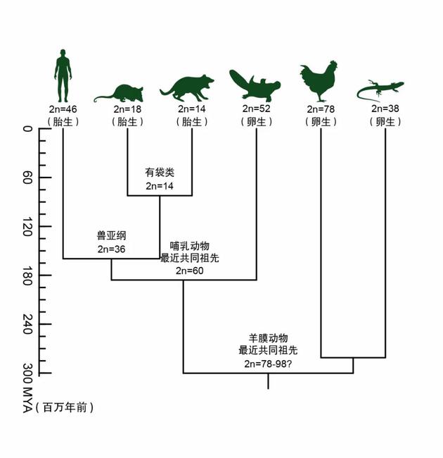 哺乳动物染色体演化历程简图（周旸等 绘）