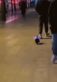 给狗狗戴上发箍gif搞笑图片