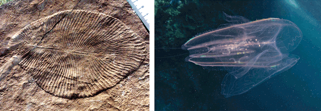 科学家在寒武纪大爆发之前的化石床中发现了形似羊齿植物的埃迪卡拉生物（左图）。闪闪发光的栉水母（右图）也可能进化自寒武纪大爆发之前。