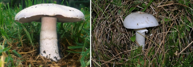 左图为野蘑菇（Agaricus campestris），又称四孢蘑菇，是最受欢迎的食用蘑菇之一。右图为毒鹅膏。食用蘑菇和有毒蘑菇之间高度相似的情况在自然界中屡见不鲜。