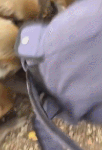 只吃水果的猴子才是好猴子！-搞笑gif动态图片 - izike-izike