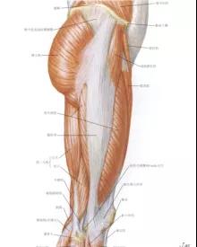 图2大腿外侧肌肉示意图图片来源：奈特人体解剖学图谱