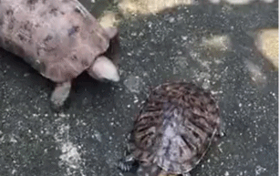 乌龟是怎样打架的gif搞笑图片