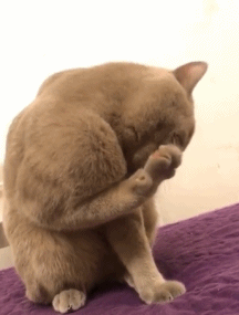 猫咪肌肉可以多壮gif搞笑图片