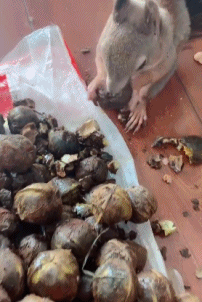 请的这个鼠假工怎么样？-搞笑gif动态图片-izike