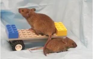 一只侏儒鼠和它正常体型的一母同胞。侏儒鼠的寿命比普通的小鼠长40%，它们缺乏生长激素，而生长激素能促进身体分泌另一种与生长发育相关的激素——胰岛素样生长因子1（IGF-1）。