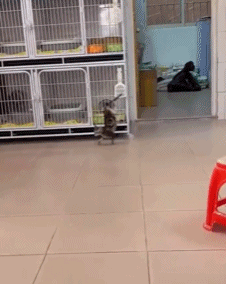 表演个杂技gif搞笑图片